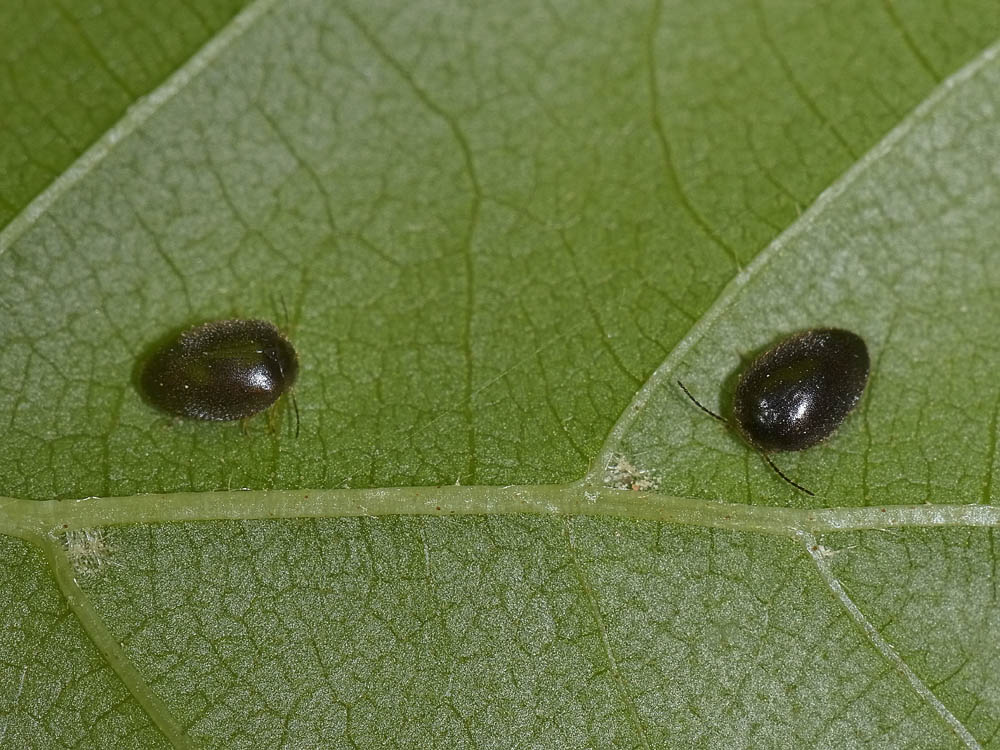 Coleotterino: Hydrocyphon sp. (Scirtidae)